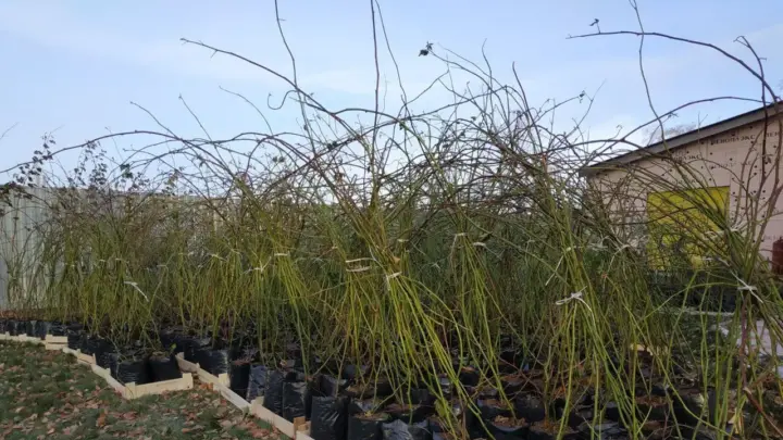 Саженцы ежевики long cane: двухлетки готовы к продаже